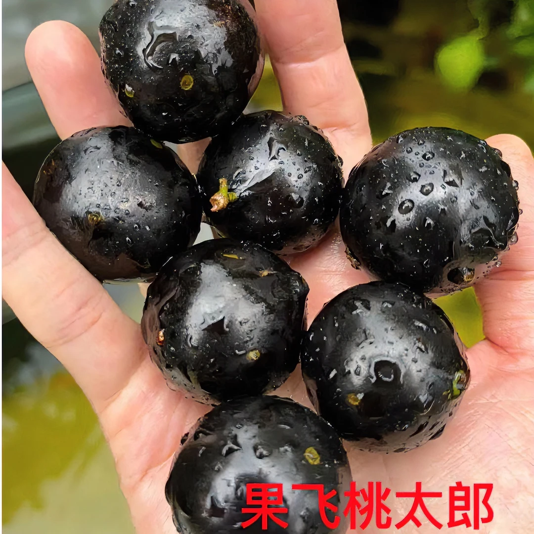 无品牌1.【粉丝福利】桃太郎嘉宝果 桃太郎2-3年小苗 庭院阳台植物