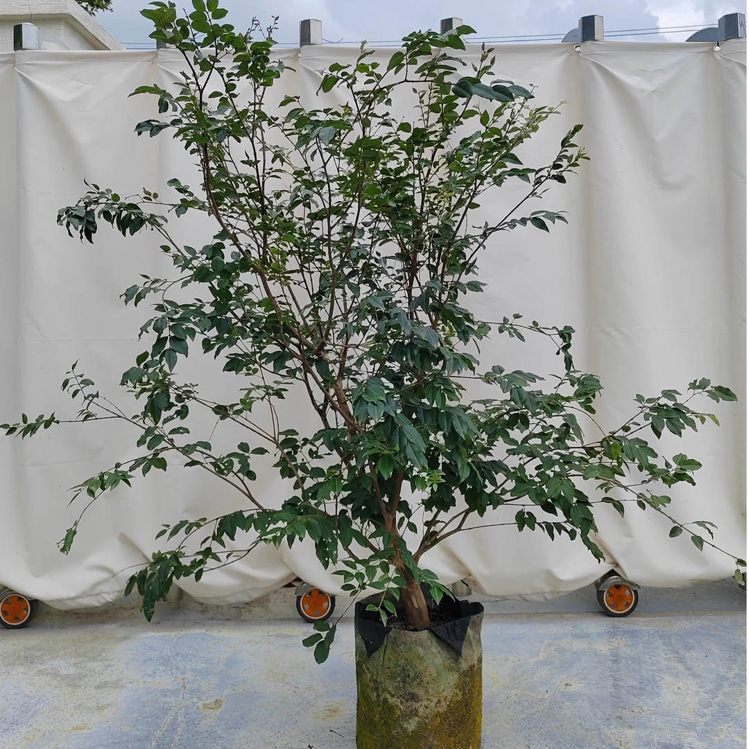 皇冠嘉宝果  嘉宝果树  热带结果果树天台 庭院阳台 花园植物晚生