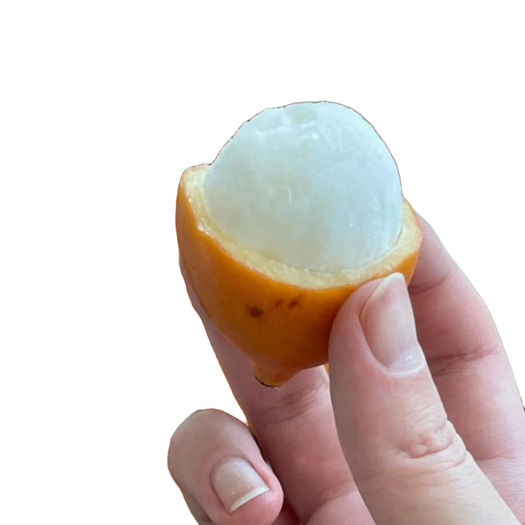 果滋康果飞啊恰恰黄金汕竹 热带树  花园植物山竹栽培常绿开花