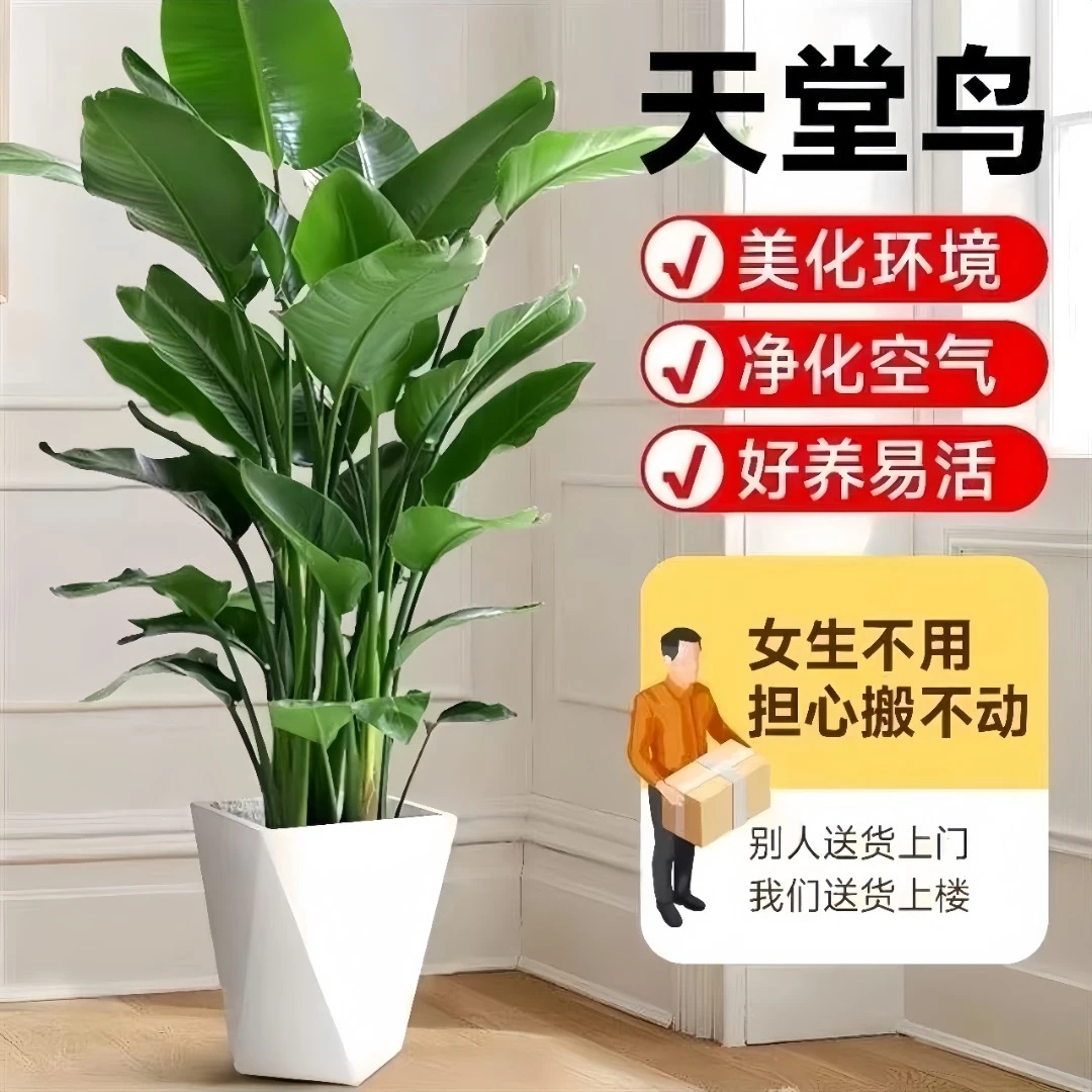 A级天堂鸟1.1-1.2米盆栽室内绿植净化空气大叶办公室绿植除甲醛1