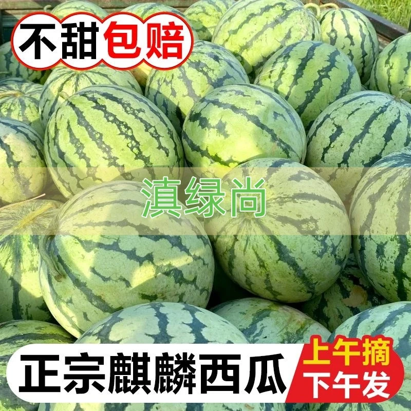 【麒麟西瓜】云南新鲜现摘麒麟西瓜中小瓜当天早上采摘整箱红心西瓜