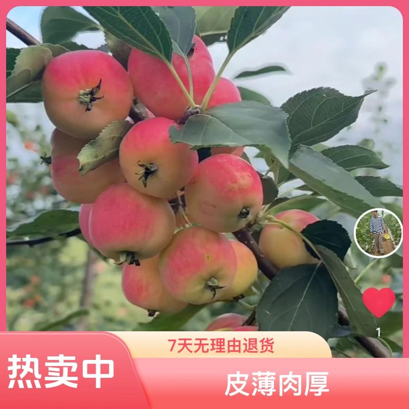 东北海棠果 沙果新鲜现摘现发3/5斤装 黄太平皮薄肉厚酸甜口感