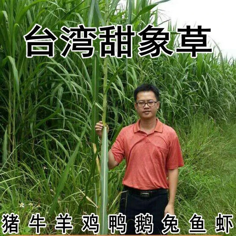 台湾新型甜象草3号种子/种节多年生四季无毛甜象草种籽种节