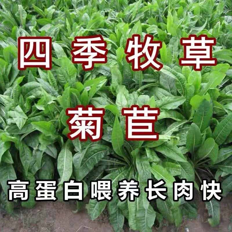 菊苣种籽大叶多年生兔子草种猪牛鱼鸡鸭鹅爱吃的养殖四季牧草种子
