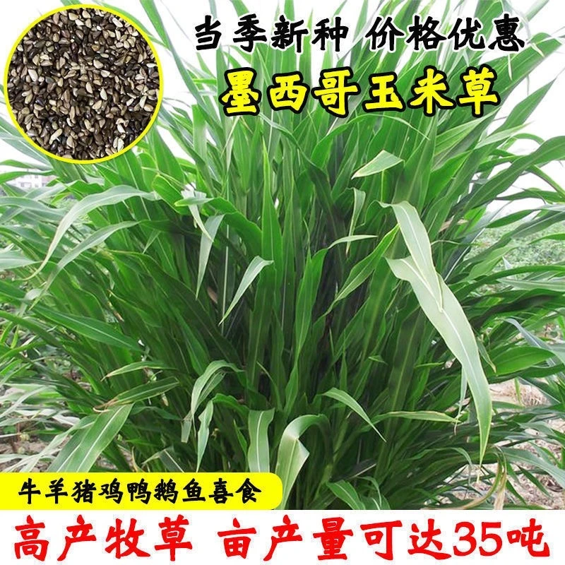 墨西哥玉米草植物种籽多年生高产耐旱品种喂猪鸡鸭鹅兔牧草种子