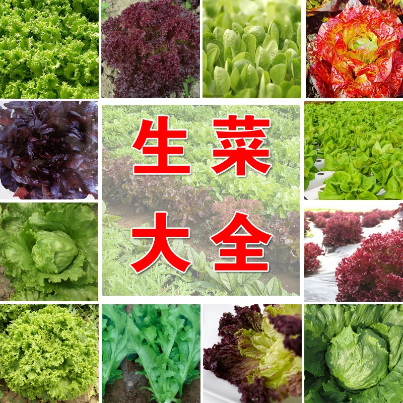 籽种拍三送一甜脆生菜种子大全家庭种植生菜种子家庭种植蔬菜种子