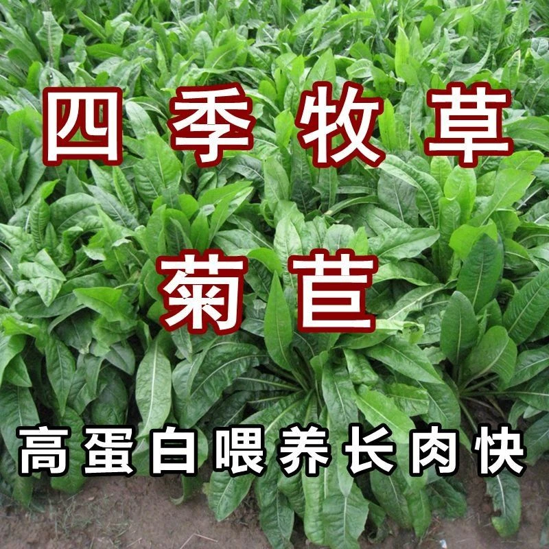 8菊苣种籽大叶多年生兔子草种猪牛鱼鸡鸭鹅爱吃的养殖四季牧草