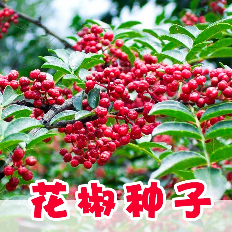 花椒树种子大红袍香麻香料耐寒耐旱喜阳光抗病强