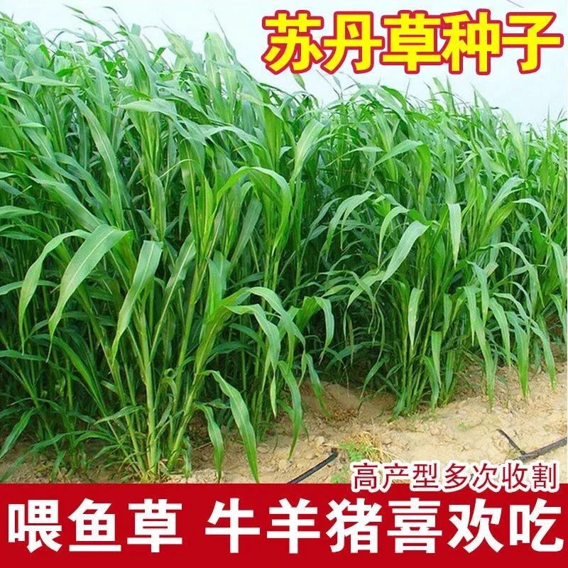 进口苏丹草种子四季播种高产牧草籽猪牛羊兔喂鱼养殖多年生牧草