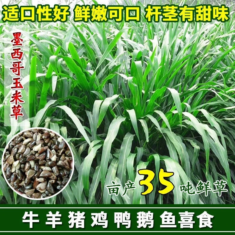 牧草种子墨西哥玉米草种子南北方多年生牛羊鸡鸭鹅猪兔鱼草籽种籽
