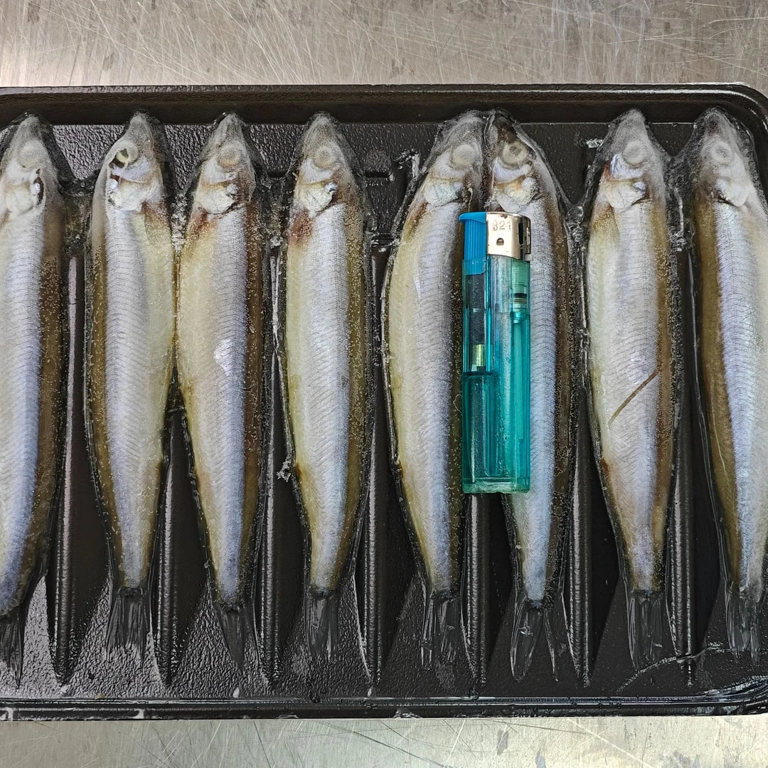 【精品带籽多春鱼】精品带籽多春鱼盘装10盘福建省内可拍