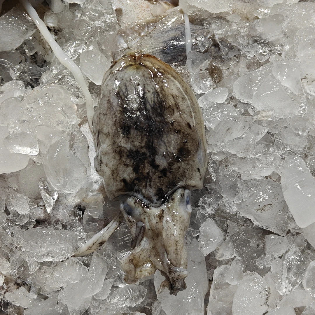 【新鲜小墨鱼/目鱼3斤】天然小目章-福建省外液氮锁鲜隔天发货