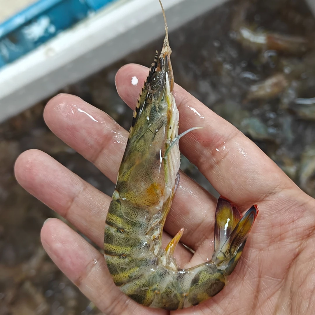 【睡着斑节虾/九节虾3斤】限福建省内可拍