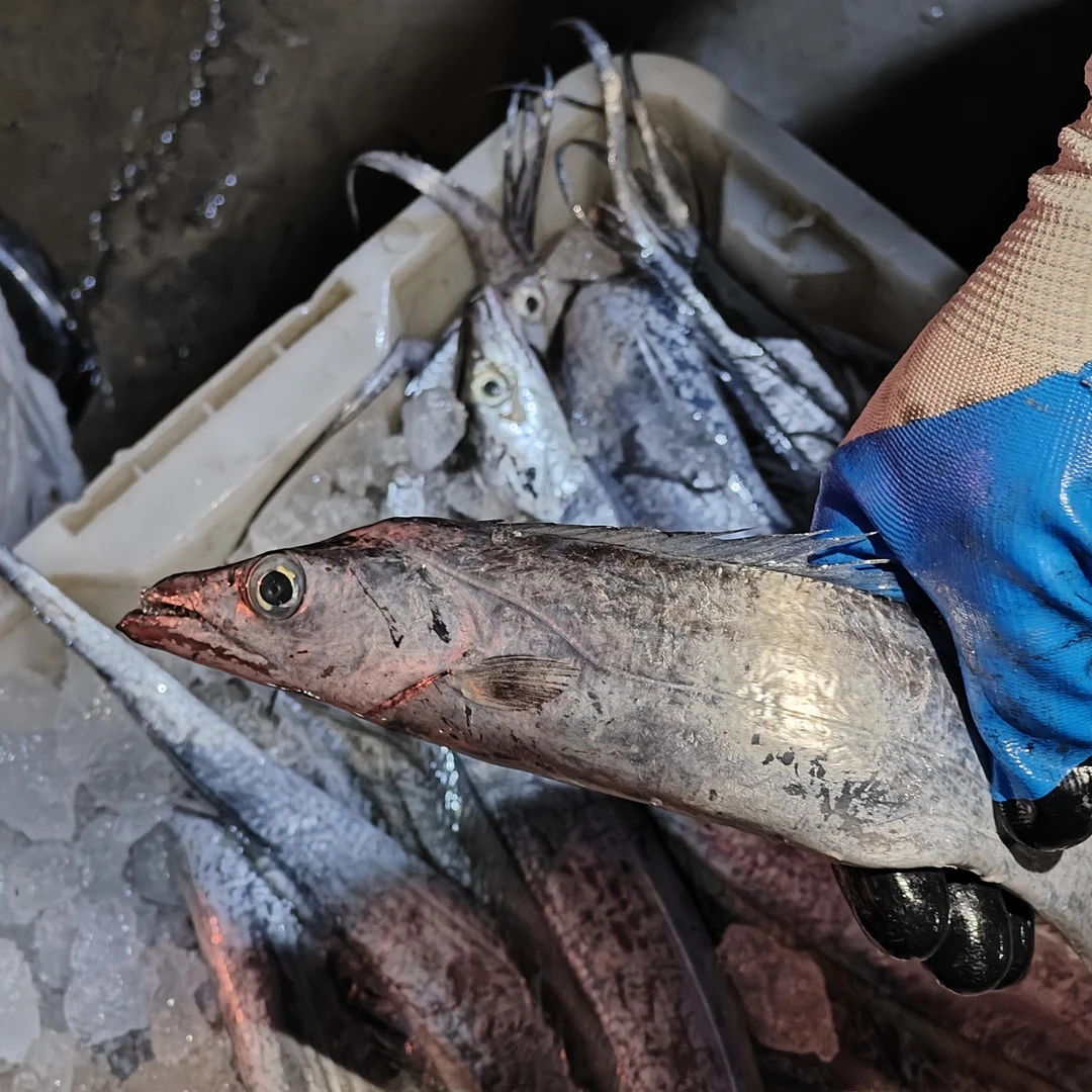 【连江本港鲜带鱼3斤】天然野生带鱼-福建省外液氮锁鲜隔天发货