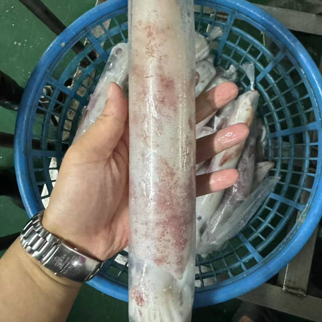 【船冻火箭鱿鱼3根】天然鱿鱼SSS品质鱿鱼-限福建省内可拍