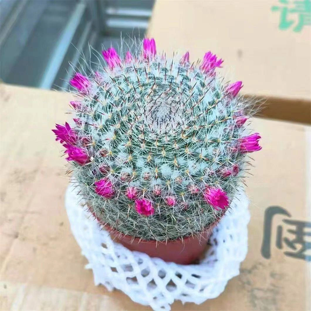 大玉翁仙人球开花室内盆栽办公桌电脑防绿植阳台小植物仙人掌多肉