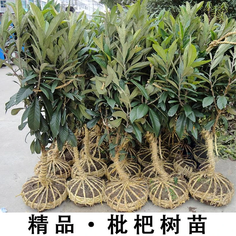 大五星枇杷苗树地栽特大南北方种植当年结果早熟无核嫁接枇杷树苗
