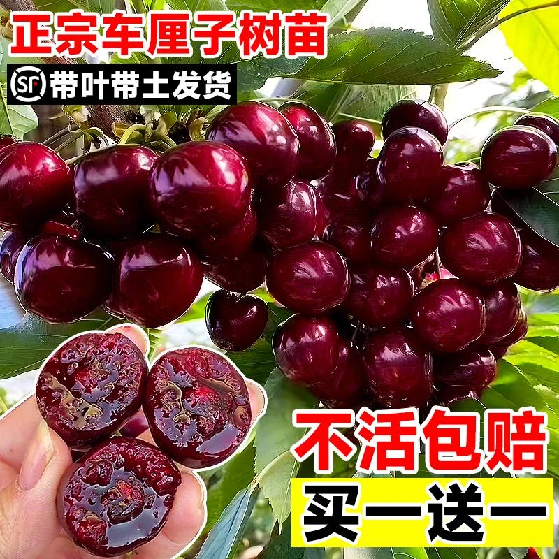 正宗黑珍珠车厘子树苗南方北方种植嫁接樱桃树苖盆栽庭院果树果苗