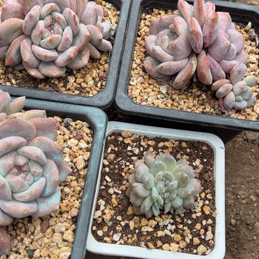 多肉植物，多肉植物