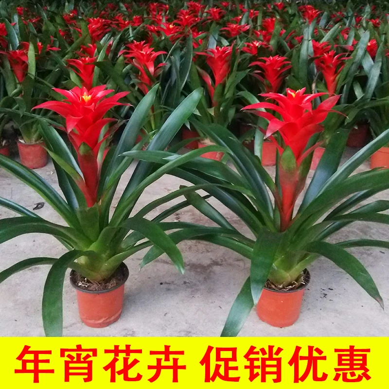 鸿运当头盆栽植物年宵花卉凤梨室内绿植红星客厅办公室红色大花卉