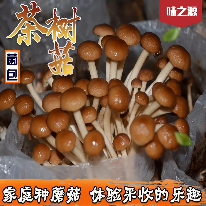 食用菌种菌包菌棒茶树菇阳台室内趣味蘑菇种包邮蘑菇多肉植物邮包