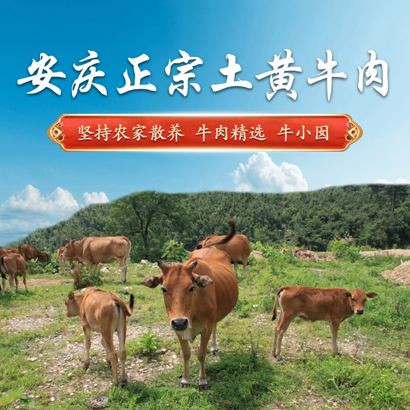牛小囡安庆正宗土黄牛原切牛腩嫩牛肉牛排骨牛腱散养土黄牛生牛肉