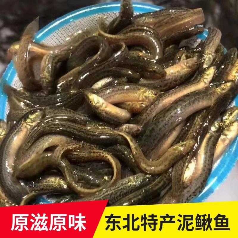东北泥鳅鱼  食用鲜活 冰鲜发货