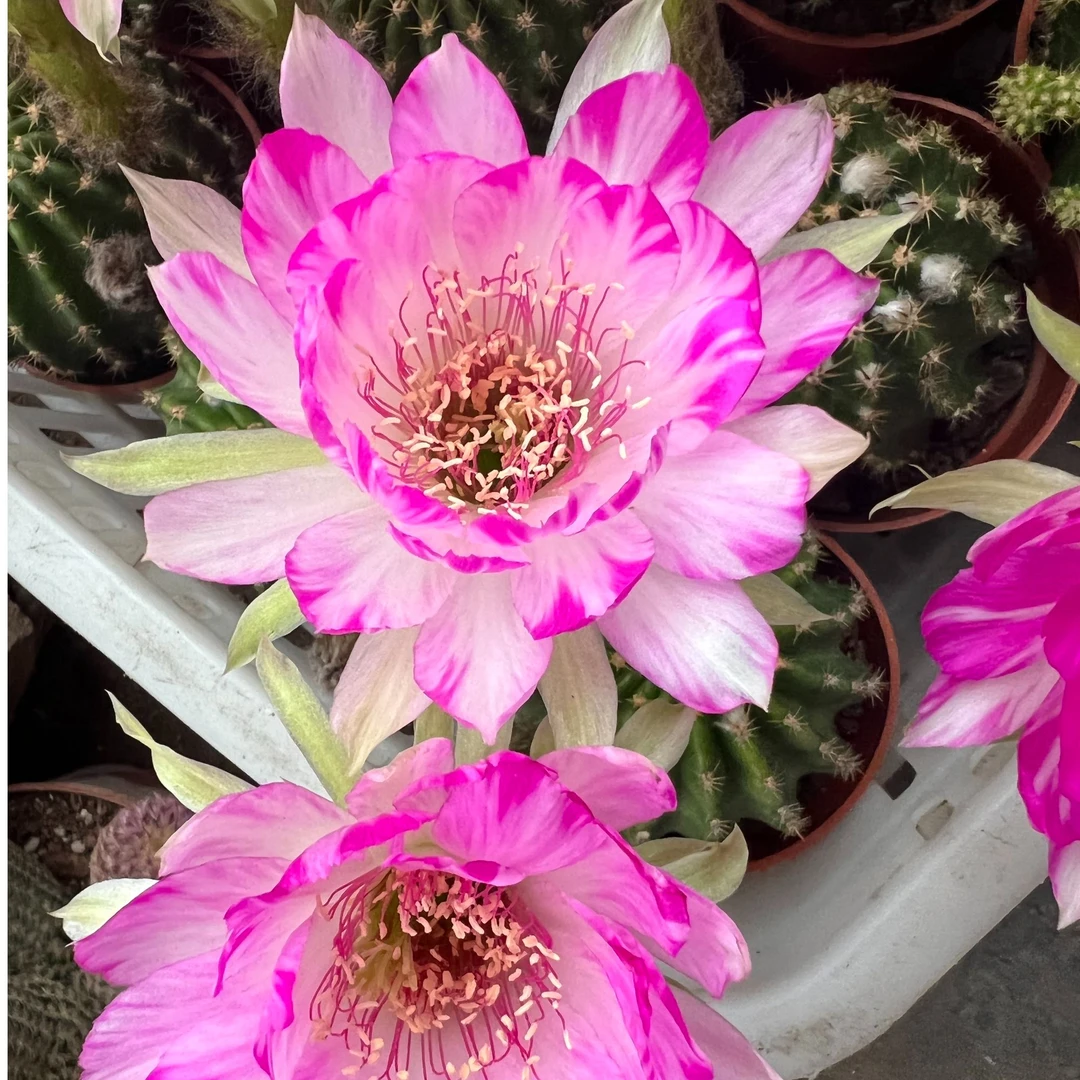 仙人球链接满20包邮（介意干巴瑕疵掉侧芽勿拍)