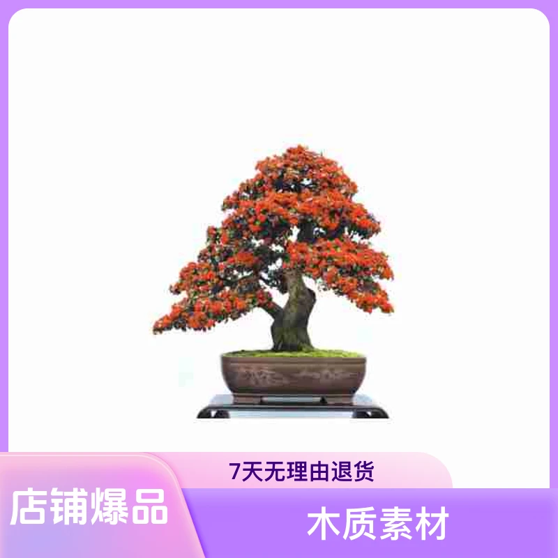 火棘盆景、一物一拍