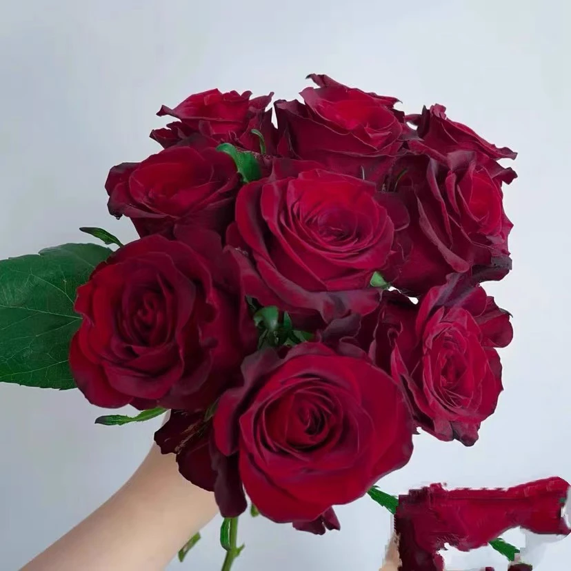 探险家/探险者月季花苗 花头大带丝绒质感高级的深红色 带土发货