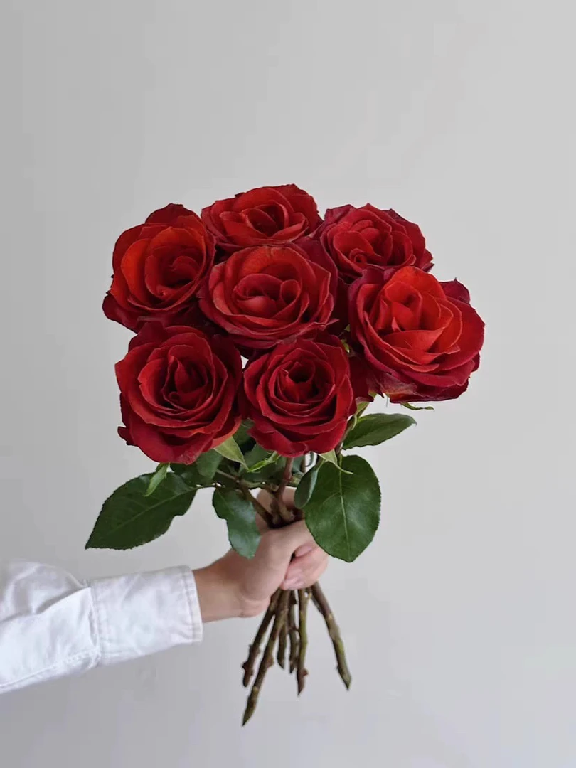 德尔玛尔咖啡馆 厄瓜多尔朱红色丝绒感月季花苗盆栽灌木植物