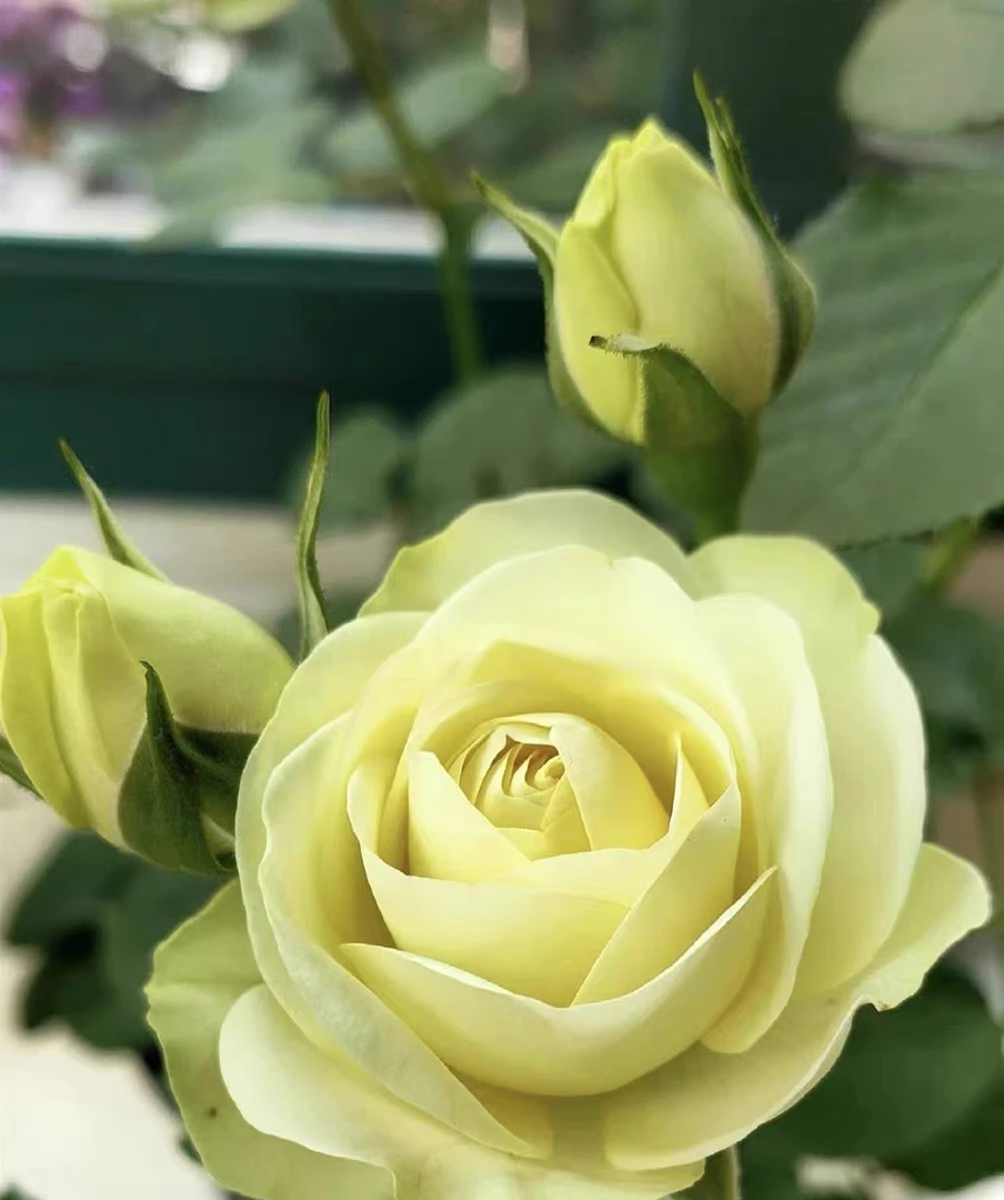 奶油龙沙宝石多头丰花月季超抗病超级丰花微型微月阳台玫瑰花苗