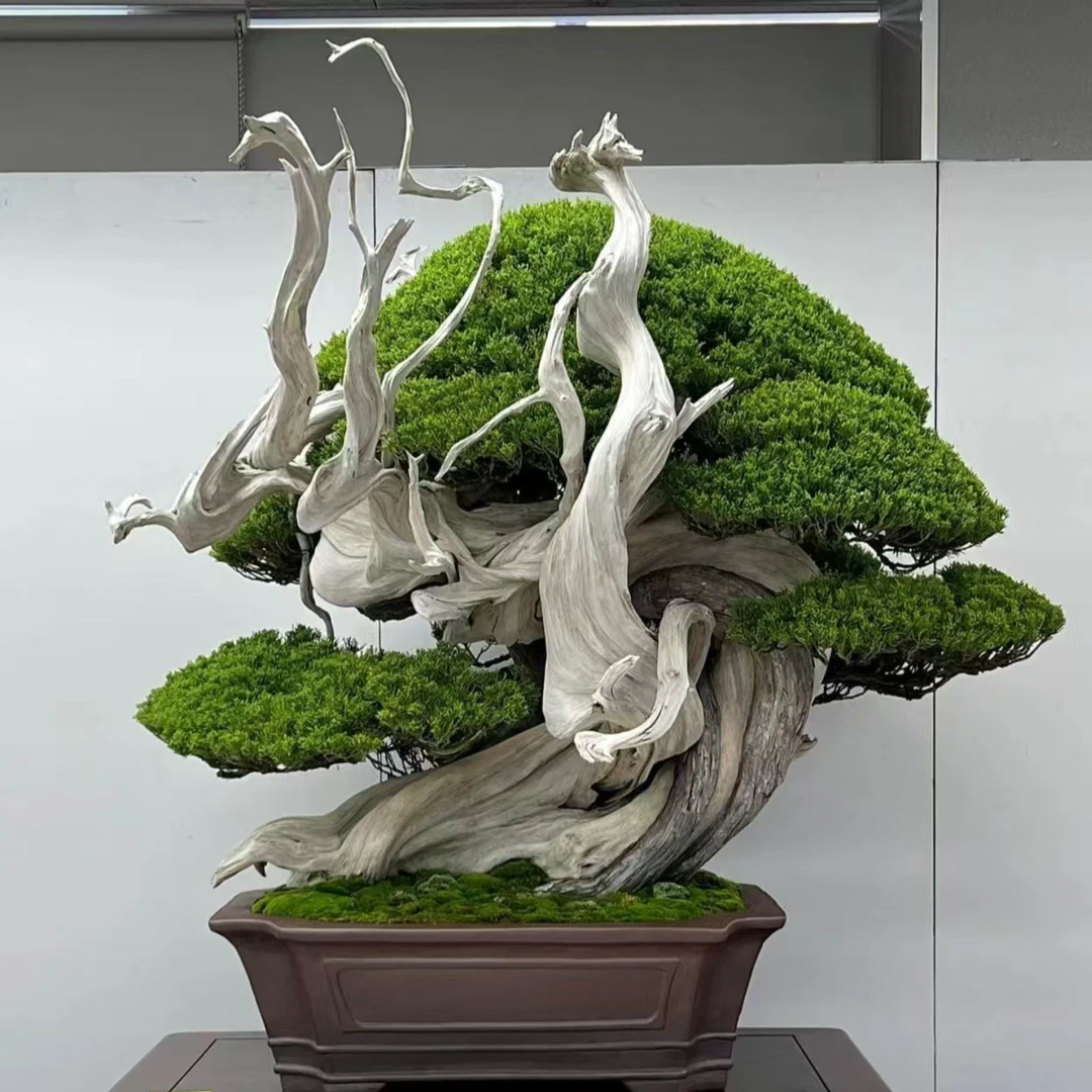 系鱼川真柏盆景 济州官坂胖仔 珍珠白 朱叶 一物一拍走链接