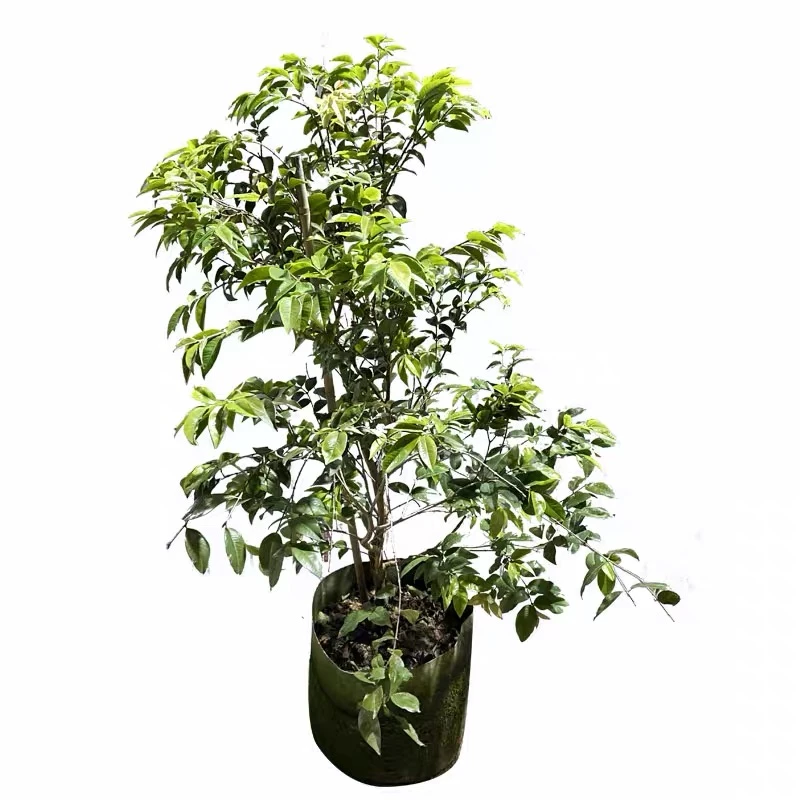 精品沙巴一物一拍绿植可盆景栽造美观
