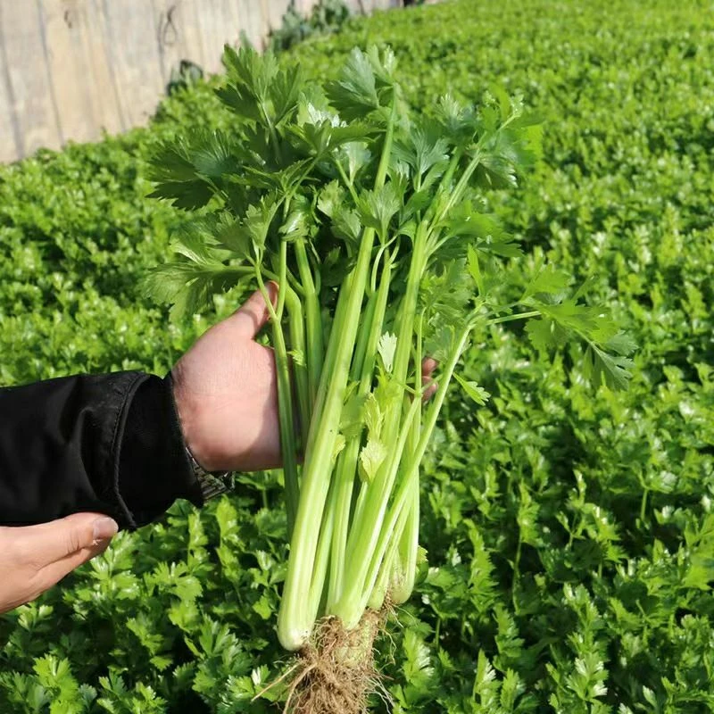 大连神农谷带根芹菜3斤京东送货上门