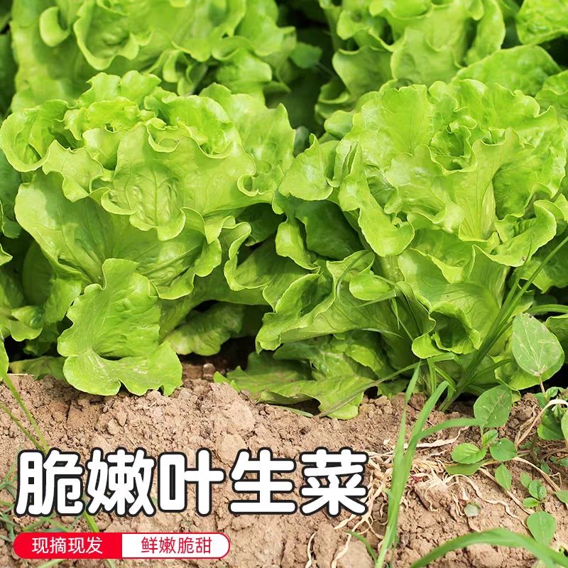 大连神农谷生菜净重1.5斤现摘现发京东送货上门