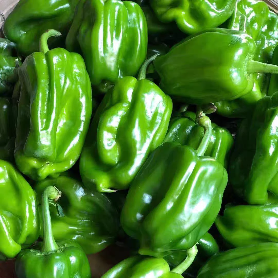 大连溯源麻椒 净重2斤 送货上门