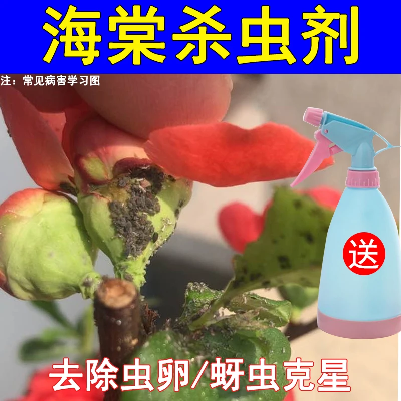 海棠花杀虫剂植物杀虫防治虫害虫卵蚧壳虫蚜虫喷剂腻虫蚜虫螨虫