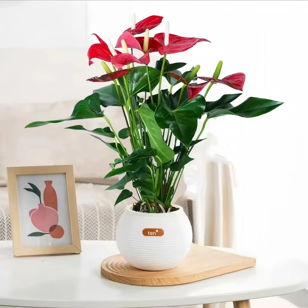 大红掌6-8朵花35-45厘米鸿运当头盆栽绿植花卉