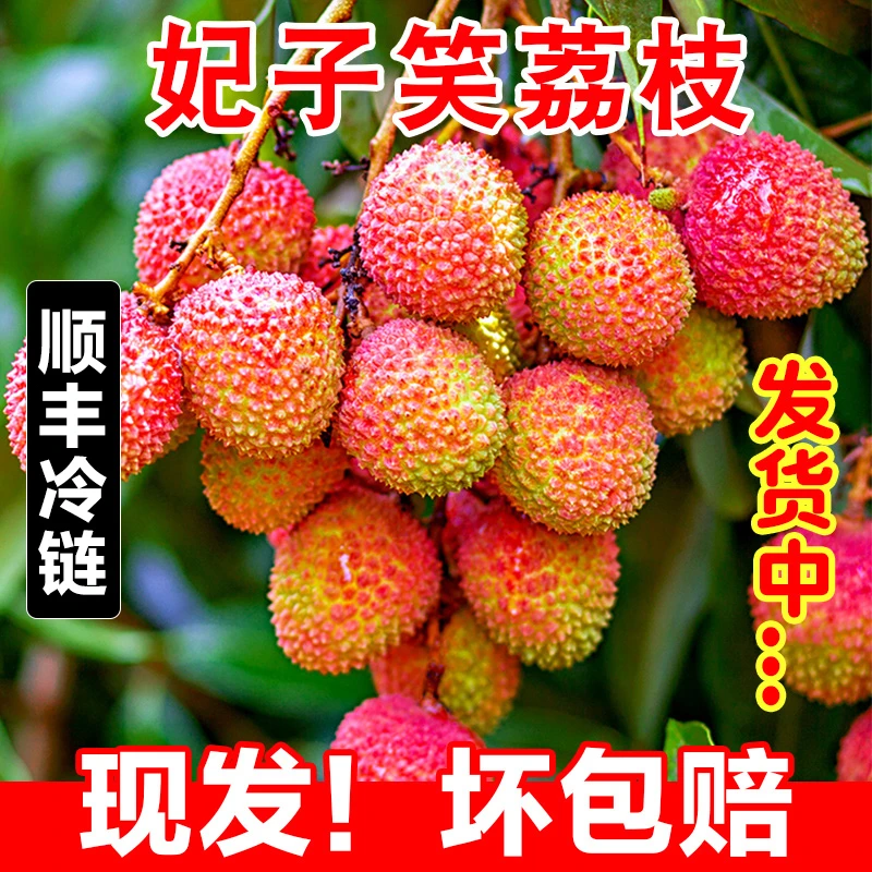 【海南妃子笑荔枝】新鲜现摘当季水果南山小核荔枝顺丰包邮3/5斤