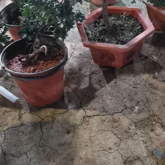 A****°罗汉松鲜花绿植