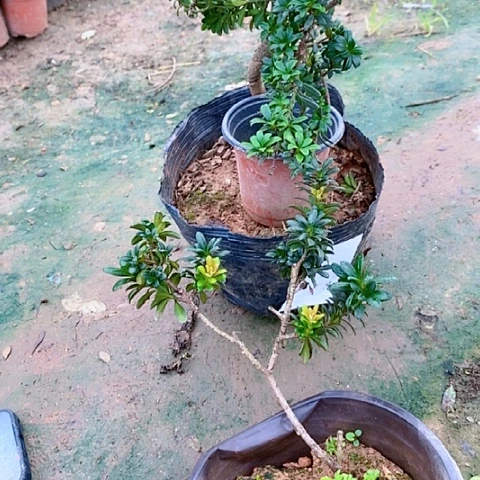 用****9鲜花绿植罗汉松