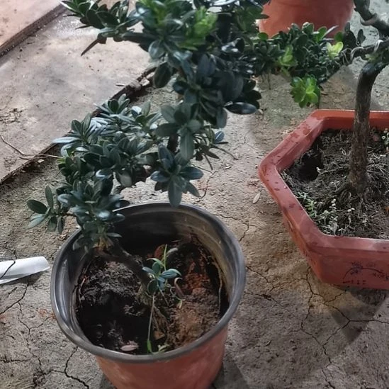 用****9鲜花绿植罗汉松