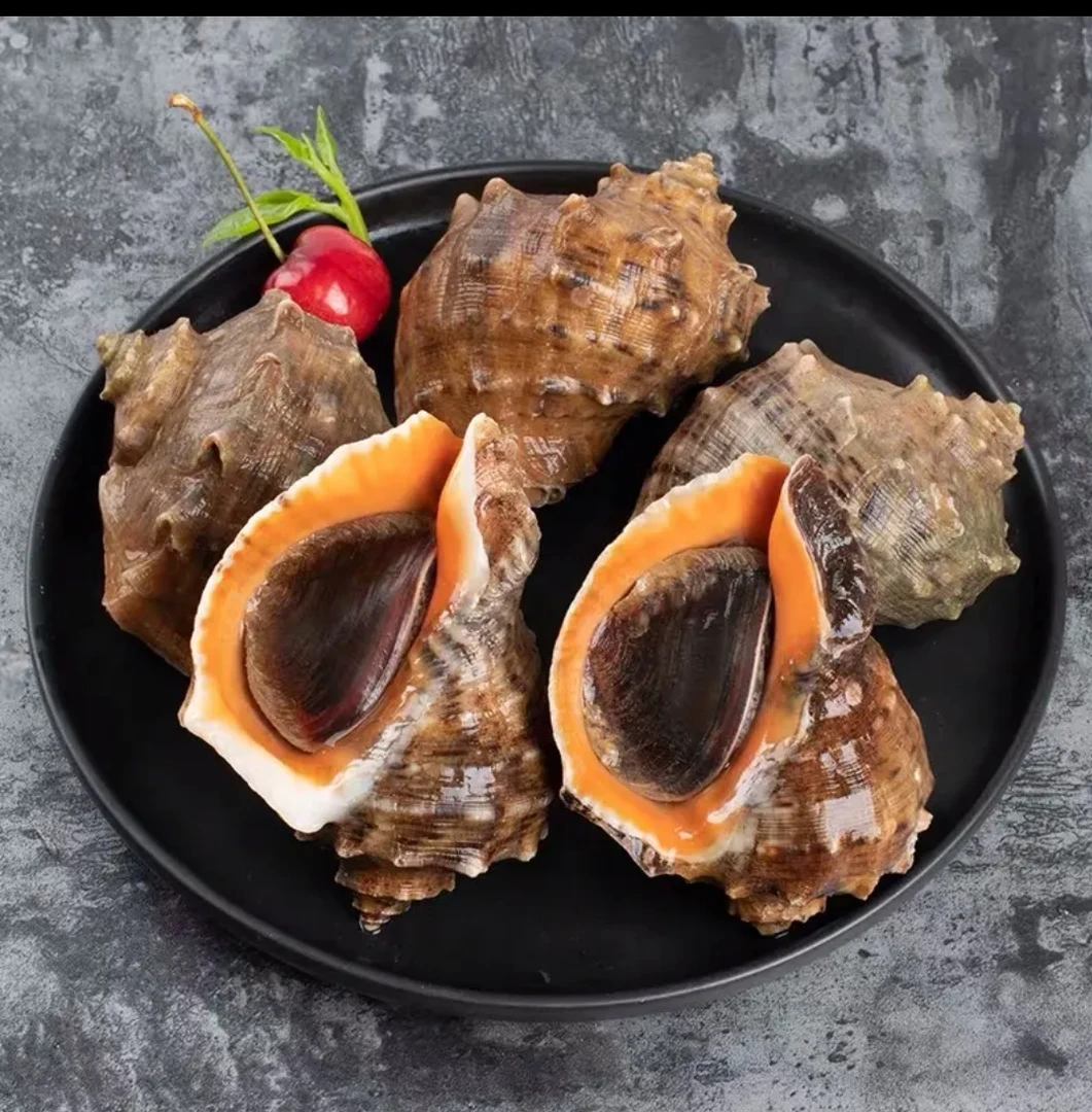 连云港发货鲜活海螺