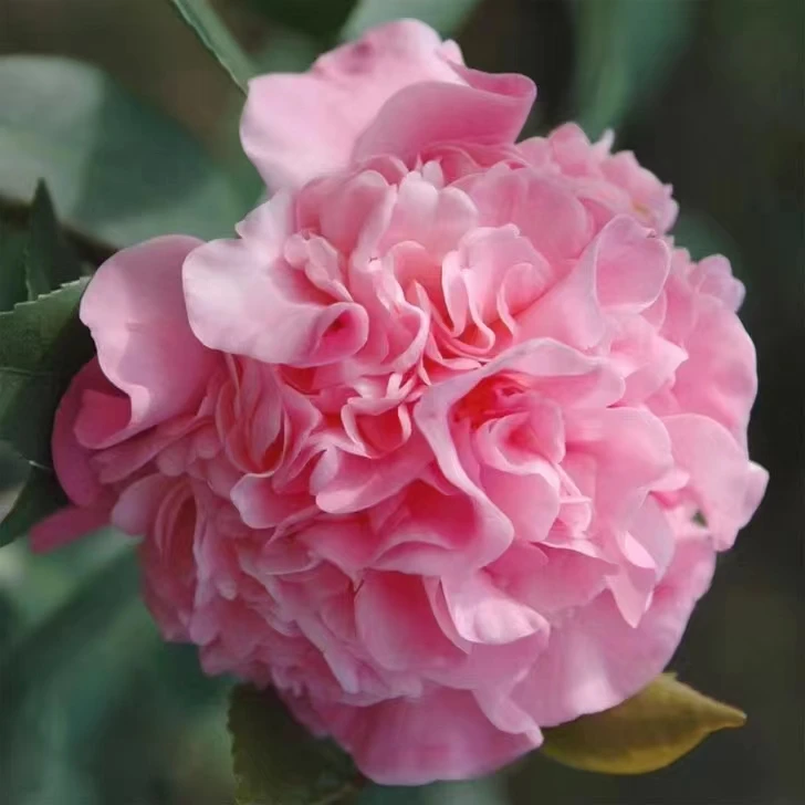 梦隆茶花香妃茶花粉色绿植浓香型花期久一物一拍打木架包邮山茶花