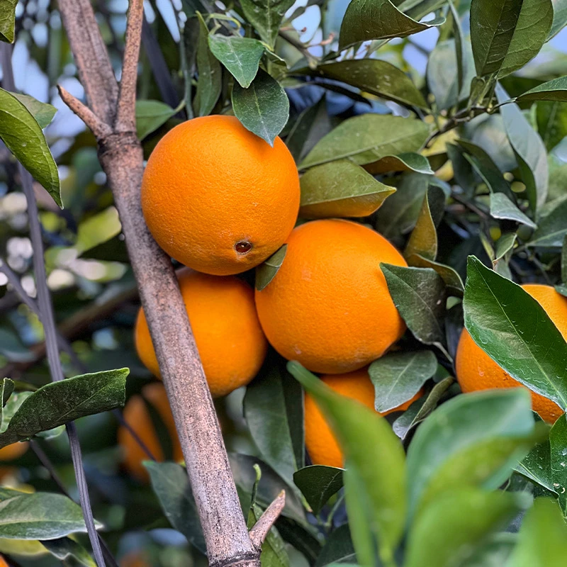 (寻乌)赣南早脐橙新鲜采摘原产地直发手剥橙子5斤10斤