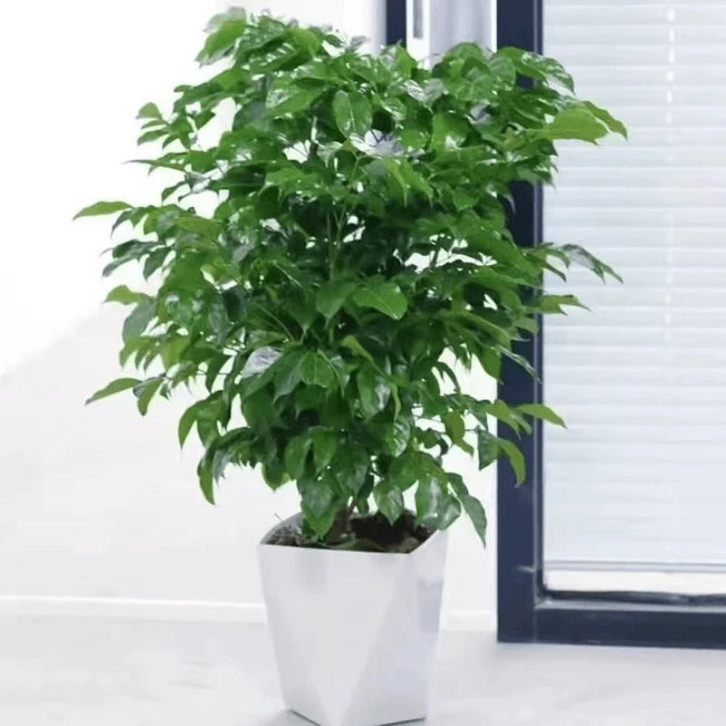 【50-60cm】幸福树盆栽植物绿色好养盆景净化空气吸甲醛桌面绿植