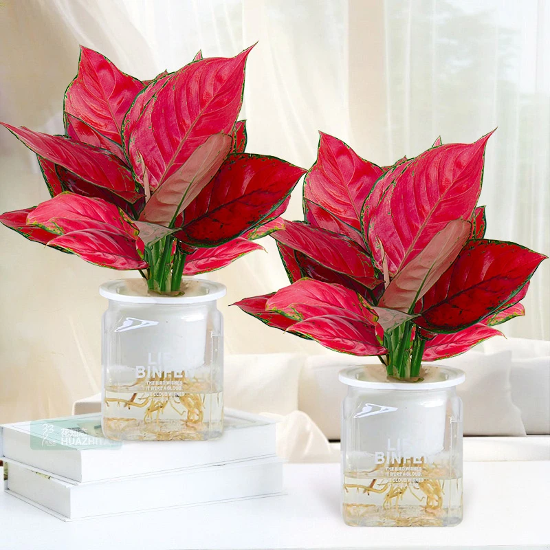 【吉利红】绿植花卉盆栽室内客厅办公好养带盆红色彩叶植物美化鲜活