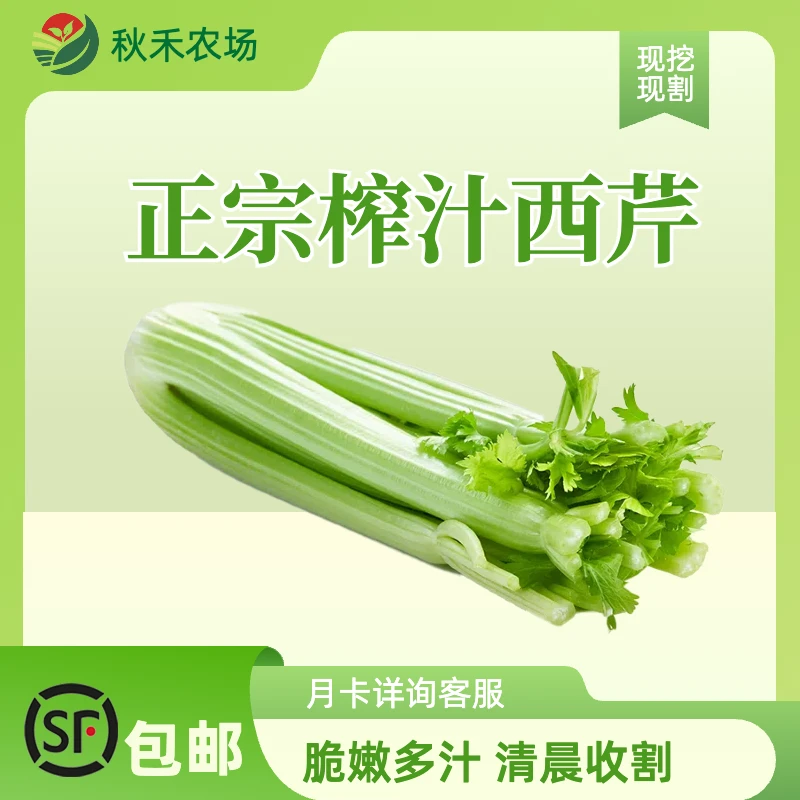 【顺丰包邮】榨汁西芹山东原产地食用发货大小直供正常市场
