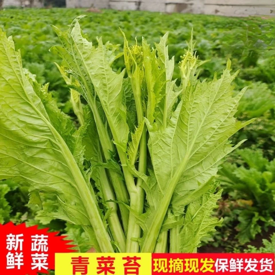 贵州青菜苔青菜尖农家自种青菜腌制酸菜芥菜新鲜现摘